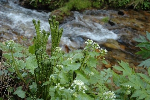 早春の花と食べられる野草ハイキング Tabitaiken 金沢 加賀 能登の自然や人 暮らしにふれる ちいさな旅と体験プログラム
